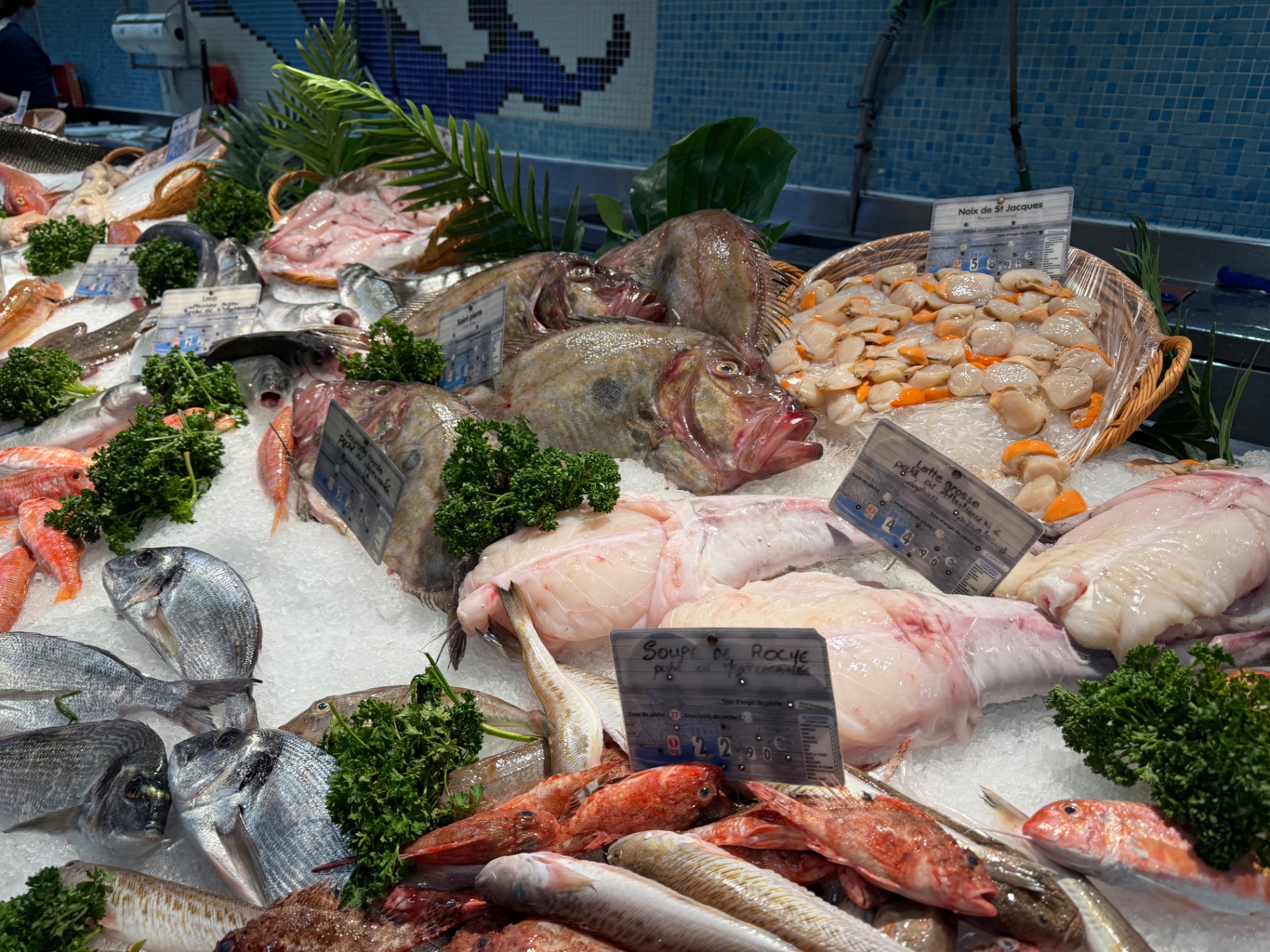 Mediterranean fish counter in the South of France with whole fish, shellfish and seasonal seafood on ice — seafood sourcing inspiration for Lovey Chef Bristol